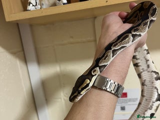 Python Snake reptiles Female Ball Python Adult - Advert 1