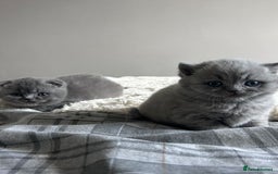 Scottish Fold cats for sale: **AVAILABLE NOW** Scottish fold kittens  - Image 17