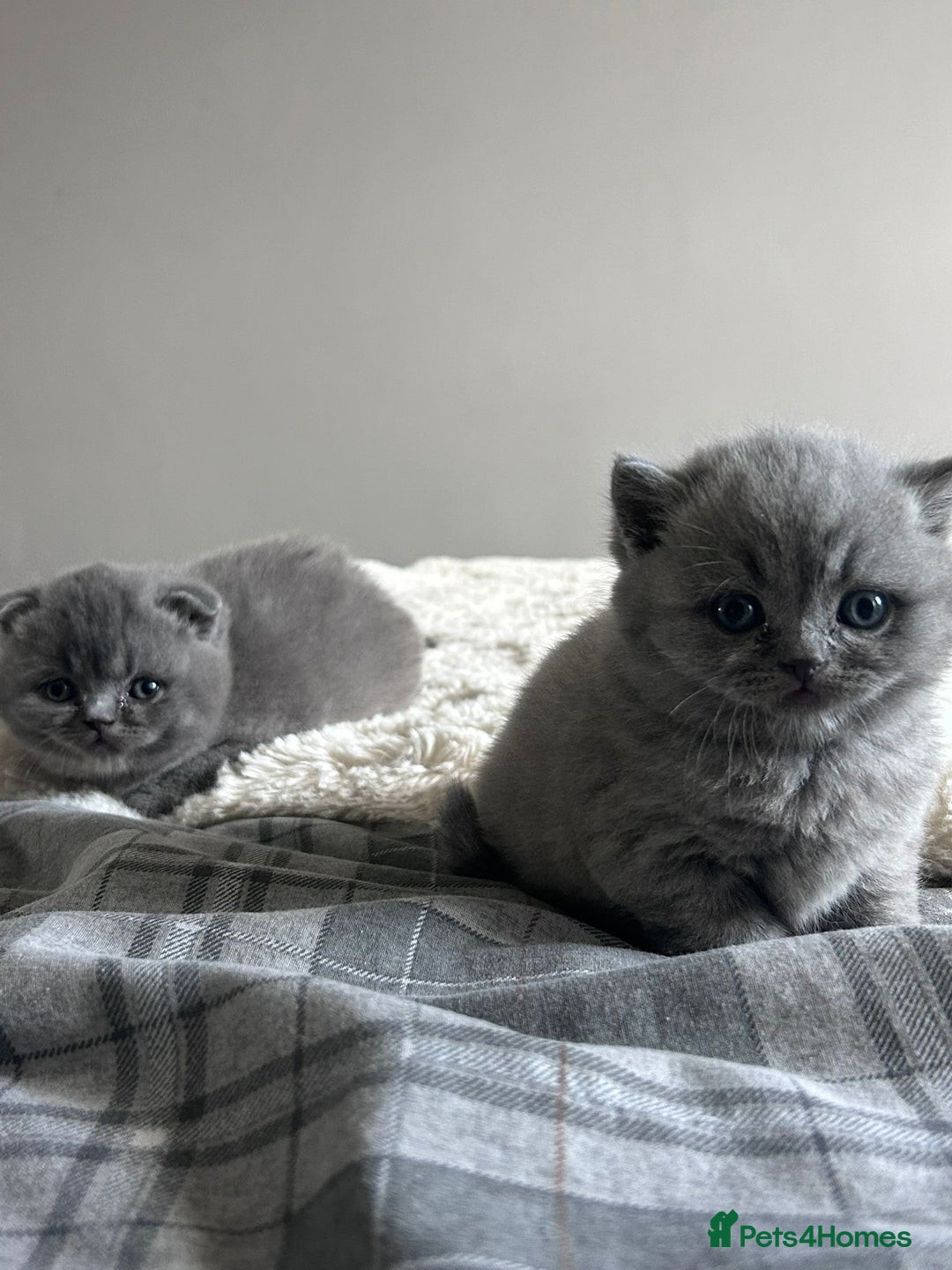 Scottish Fold cats for sale: **AVAILABLE NOW** Scottish fold kittens  - Image 17