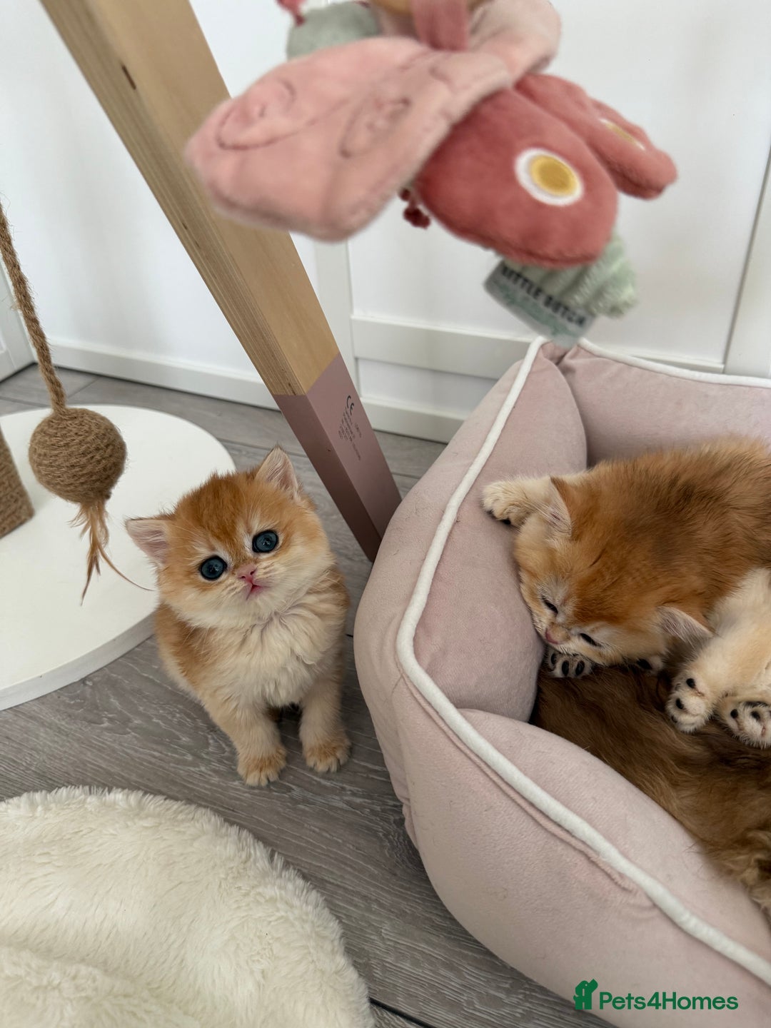Brazilian Shorthair cats for sale: Golden British Shorthair kittens - Image 13