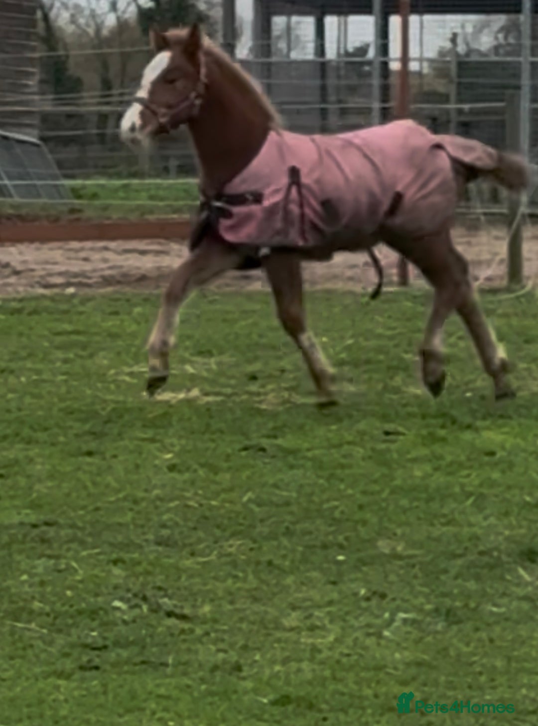 Welsh Section D horses for sale: Mare and foal  - Advert 6