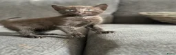 Domestic Shorthair cats for sale: Beautiful kittens - Advert 29