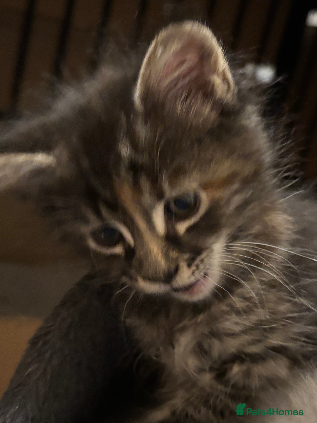 Maine Coon cats for sale: Beautiful Pedigree Main Coon Kittens - Advert 29