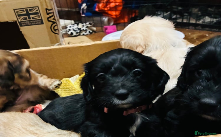 Mixed Breed dogs - Advert 9