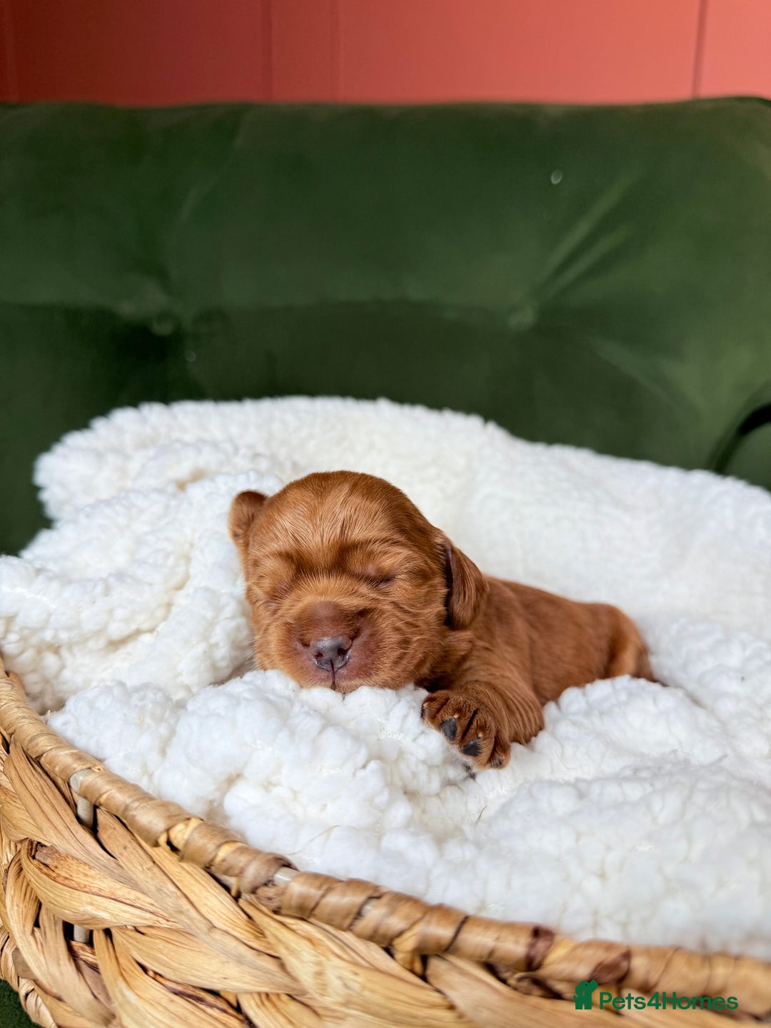 Australian Labradoodle dogs for sale: Multigen Australian Labradoodle Puppies Available! - Advert 1