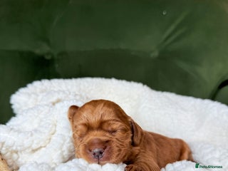 Australian Labradoodle dogs Multigen Australian Labradoodle Puppies Available! - Advert 1