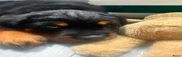 Rottweiler dogs for sale: World champion bloodlines 1 girl available  - Advert 3