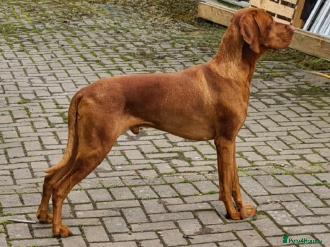 Hungarian Vizsla dogs for stud: Hungarian Vizsla Stud Dog, Very Experienced in Leominster - Advert 6
