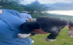 Border Collie dogs for sale: Gorgeous Farm bred sheepdog puppies - Image 6