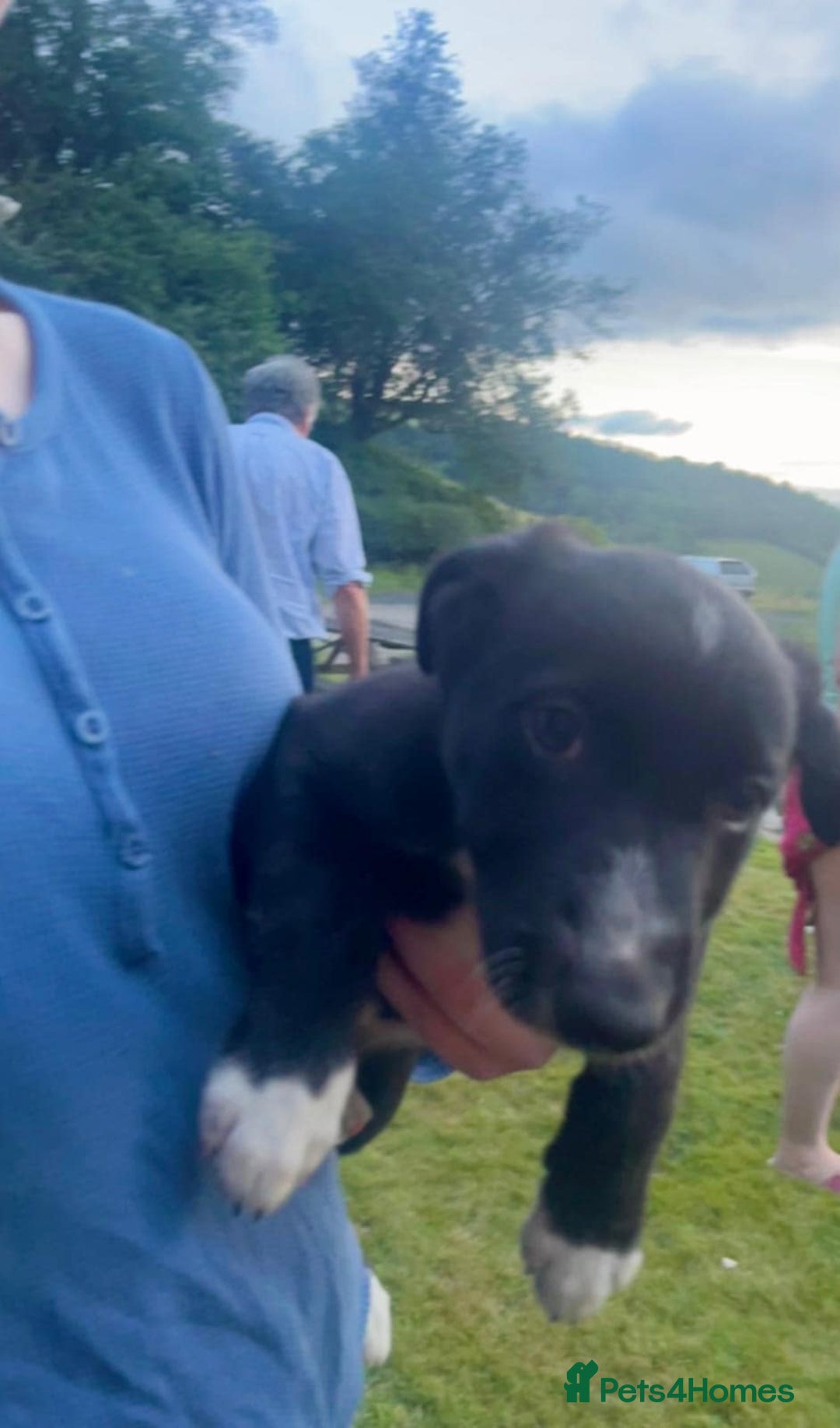 Border Collie dogs for sale: Gorgeous Farm bred sheepdog puppies - Image 6