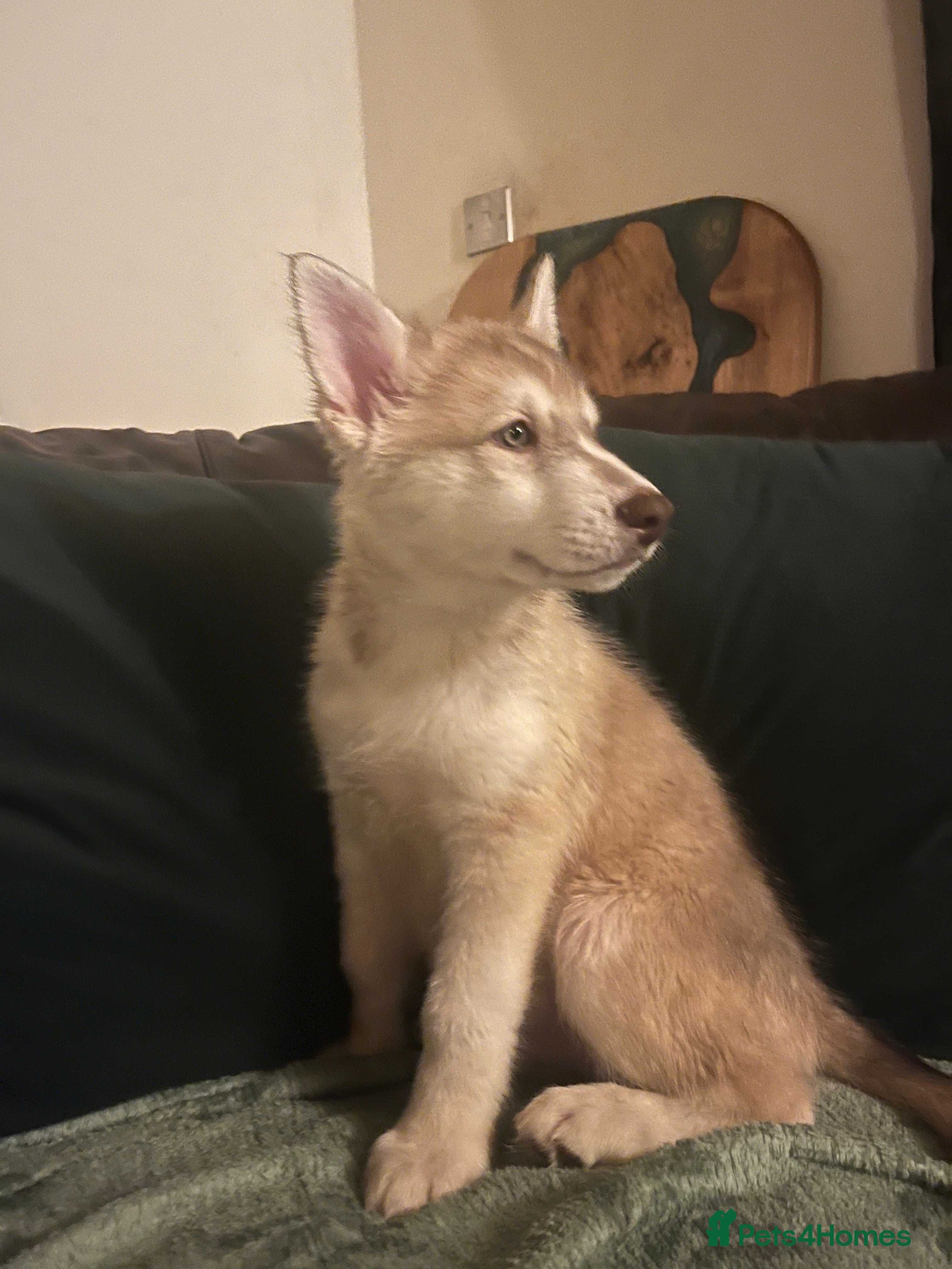 Northern Inuit dogs Northern Innuit puppies  - Advert 6