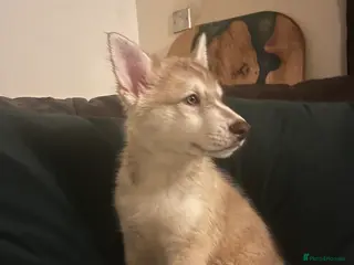 Northern Inuit dogs Northern Innuit puppies - Advert 6