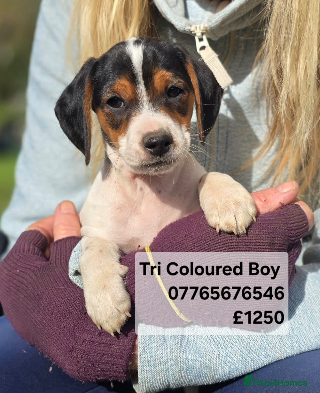 Mixed Breed dogs Jackapoo Puppies Homebred Ready To Go 3* Licence  - Advert 4