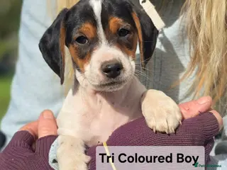 Mixed Breed dogs Jackapoo Puppies Homebred Ready To Go 3* Licence - Advert 4