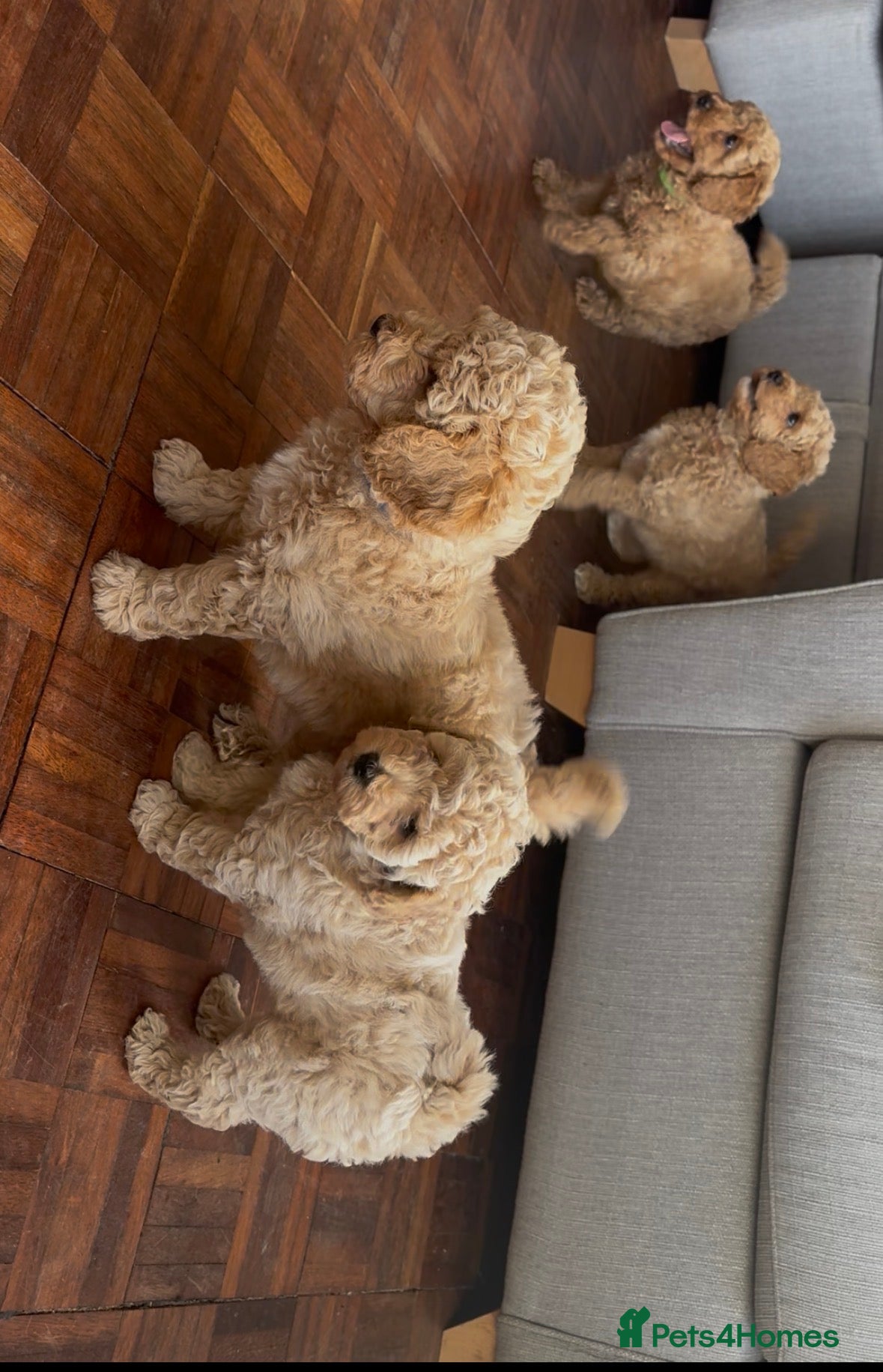 Cavapoo dogs FB1 CAVAPOO PUPPIES  - Advert 14