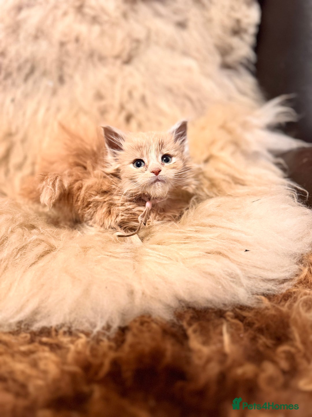 Maine Coon cats for sale:  TICA Registered Maine Coon Kittens- ready now  - Advert 20
