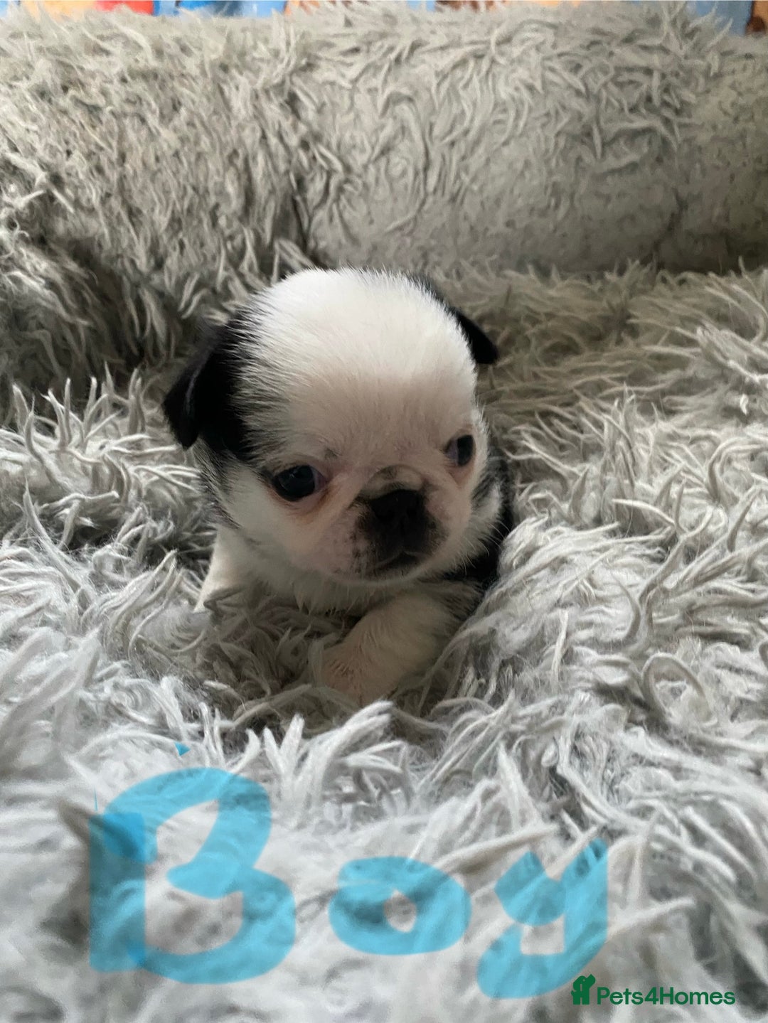 Pug dogs for sale: Beautiful litter of pugs health tested parents 🐶 - Image 5