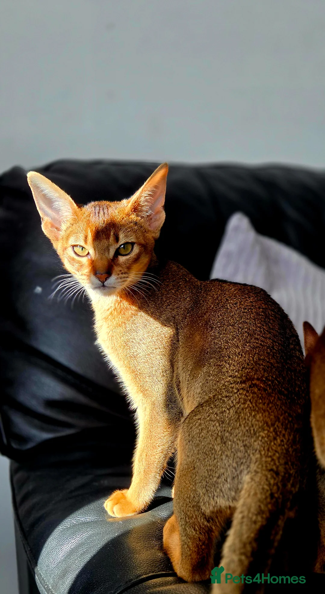 Abyssinian cats for sale: ✨ Beautiful Abyssinian Female – TICA Registered ✨ - Advert 2