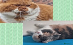British Shorthair cats for sale: Chocolate solid Ticked boy CH parents  - Image 5
