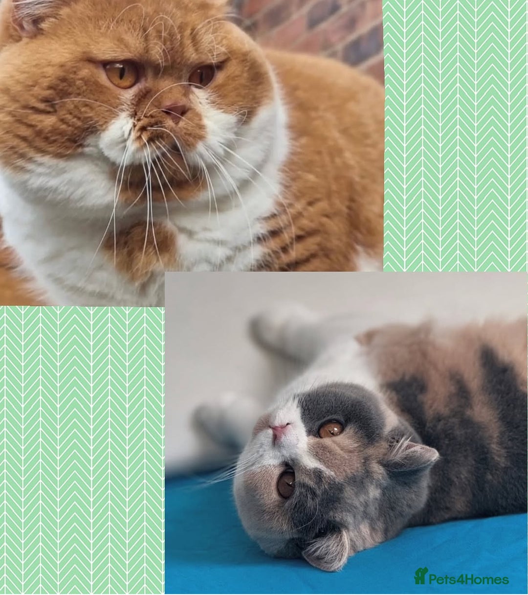 British Shorthair cats for sale: Chocolate solid Ticked boy CH parents  - Image 5
