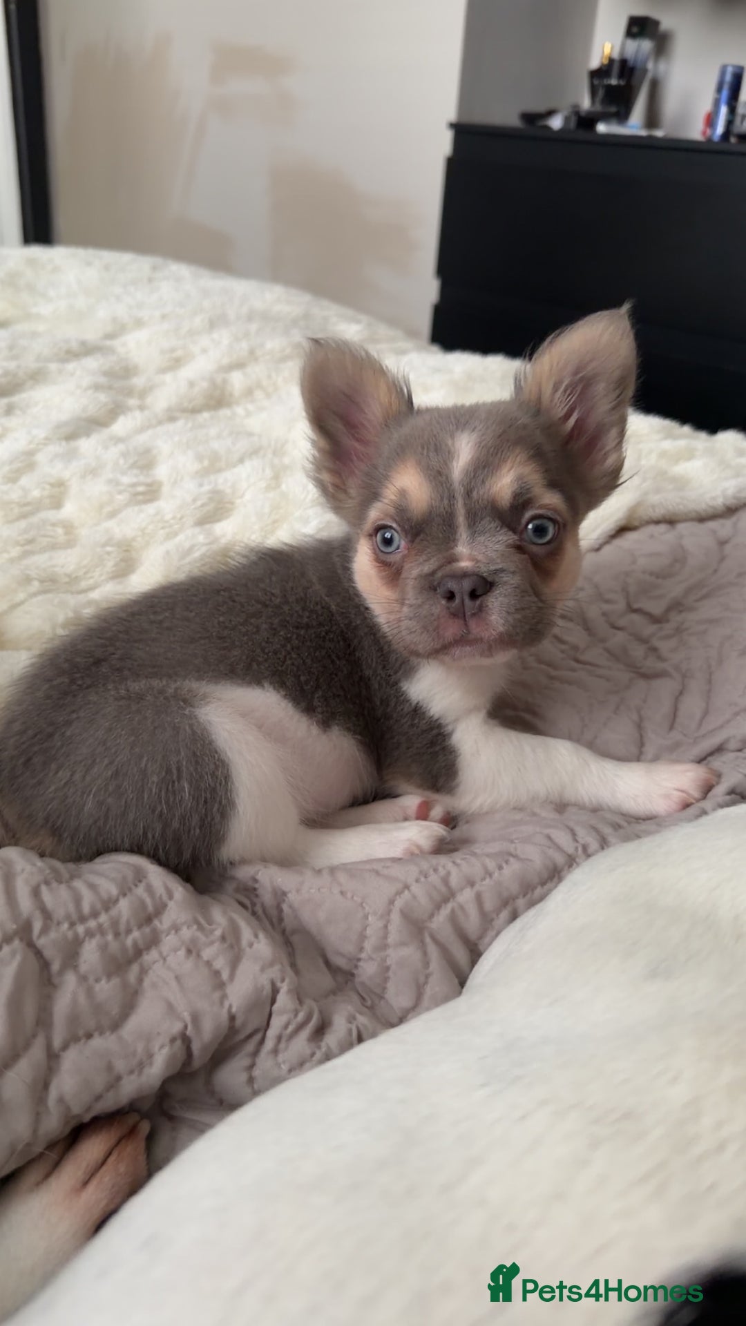 French Bulldog dogs for sale: French bulldog pup - Advert 3