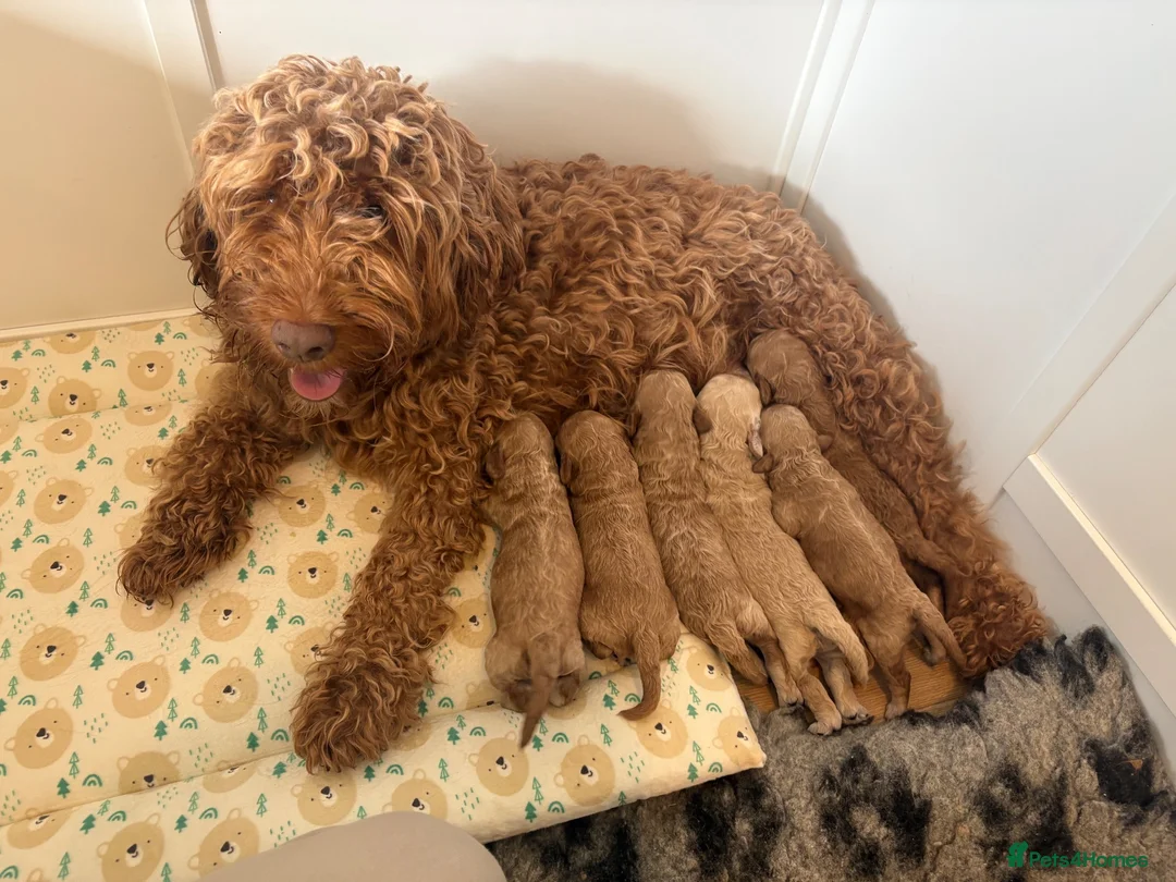 Cockapoo dogs for sale: F1B Cockapoos  in Chelmsford - Advert 1
