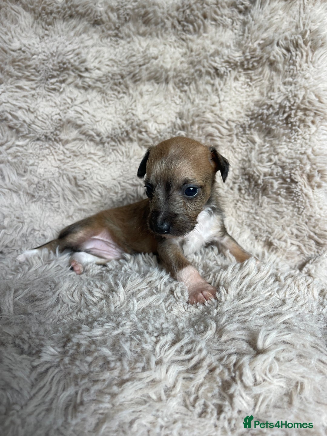 Mixed Breed dogs for sale: 3/4 Italian greyhound puppies  - Image 16