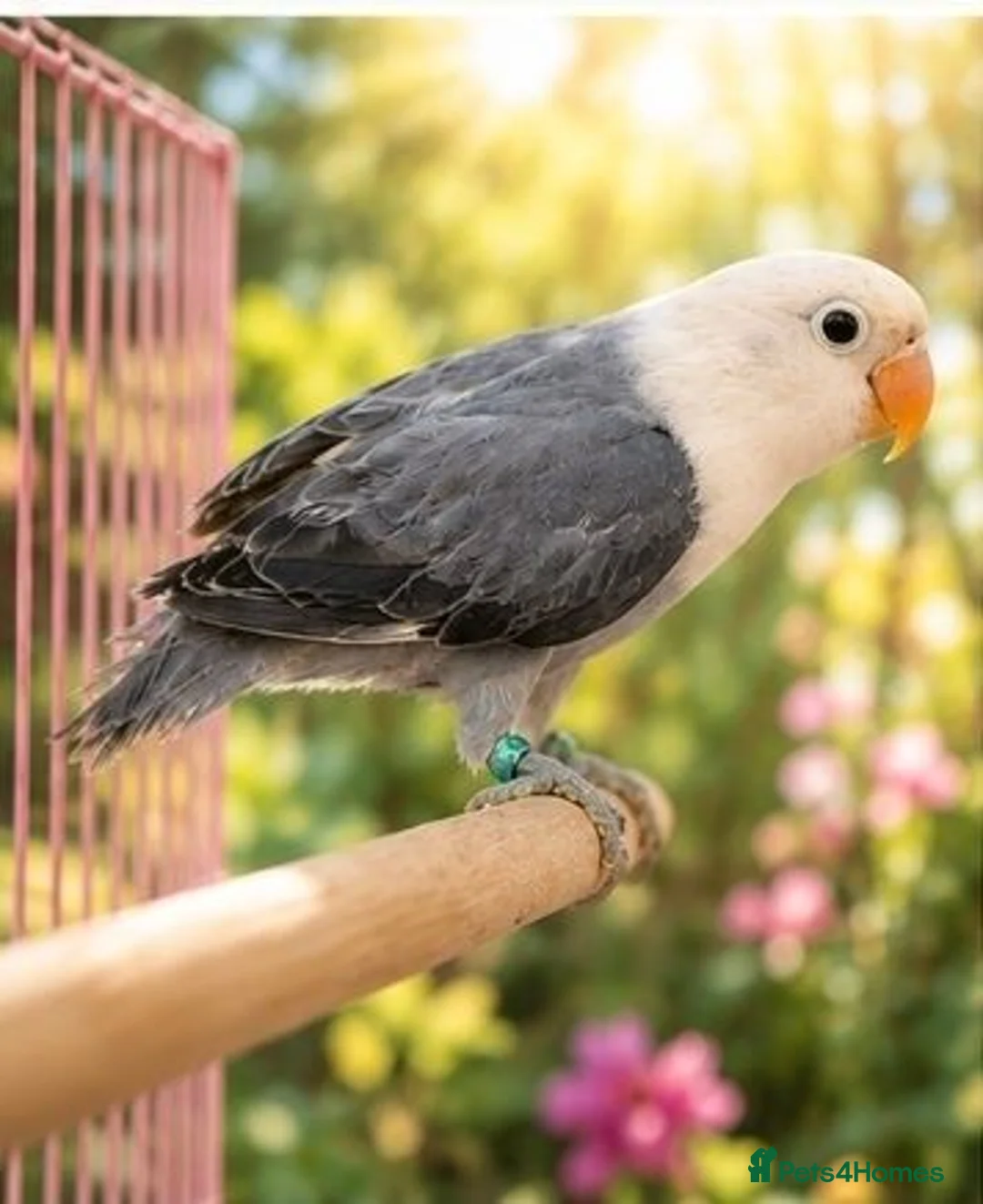 Lovebirds birds for sale: OPALINE DECINO YELLOW, DARK BLUE , DD BLUE OPALINE - Advert 10