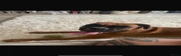 Boxer dogs for sale: Boxer Female  - Advert 4