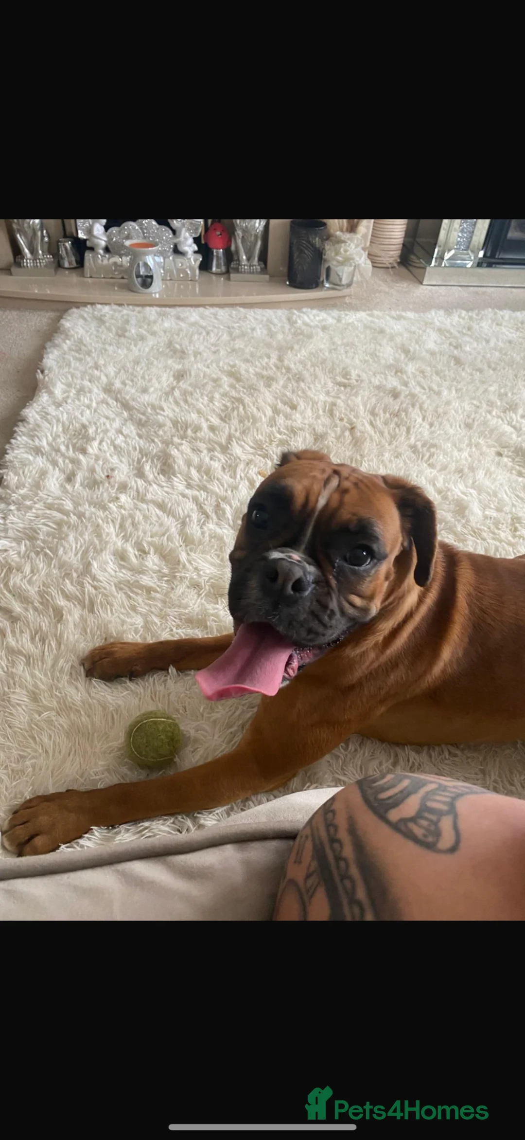 Boxer dogs for sale: Boxer Female  - Advert 4