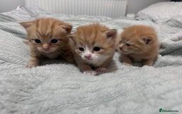 Mixed Breed cats for sale: Stunning ginger kittens  - Advert 1