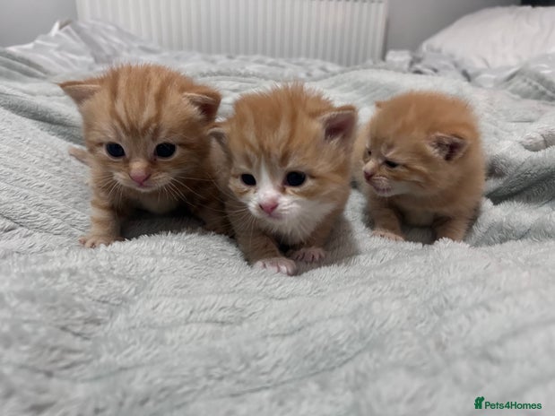 Mixed Breed cats Stunning ginger kittens - Advert 1