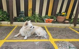 Chihuahua dogs for stud: Cream Longhair Chihuahua for stud - Image 3