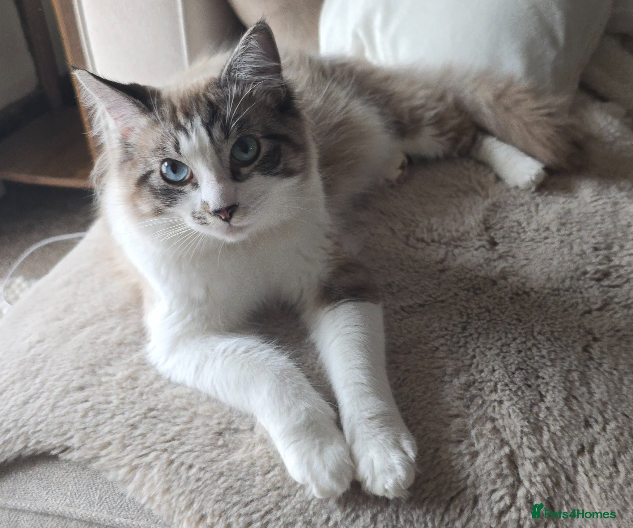 Ragdoll cats Ragdoll Male 10 months / Female 9 months - Advert 2