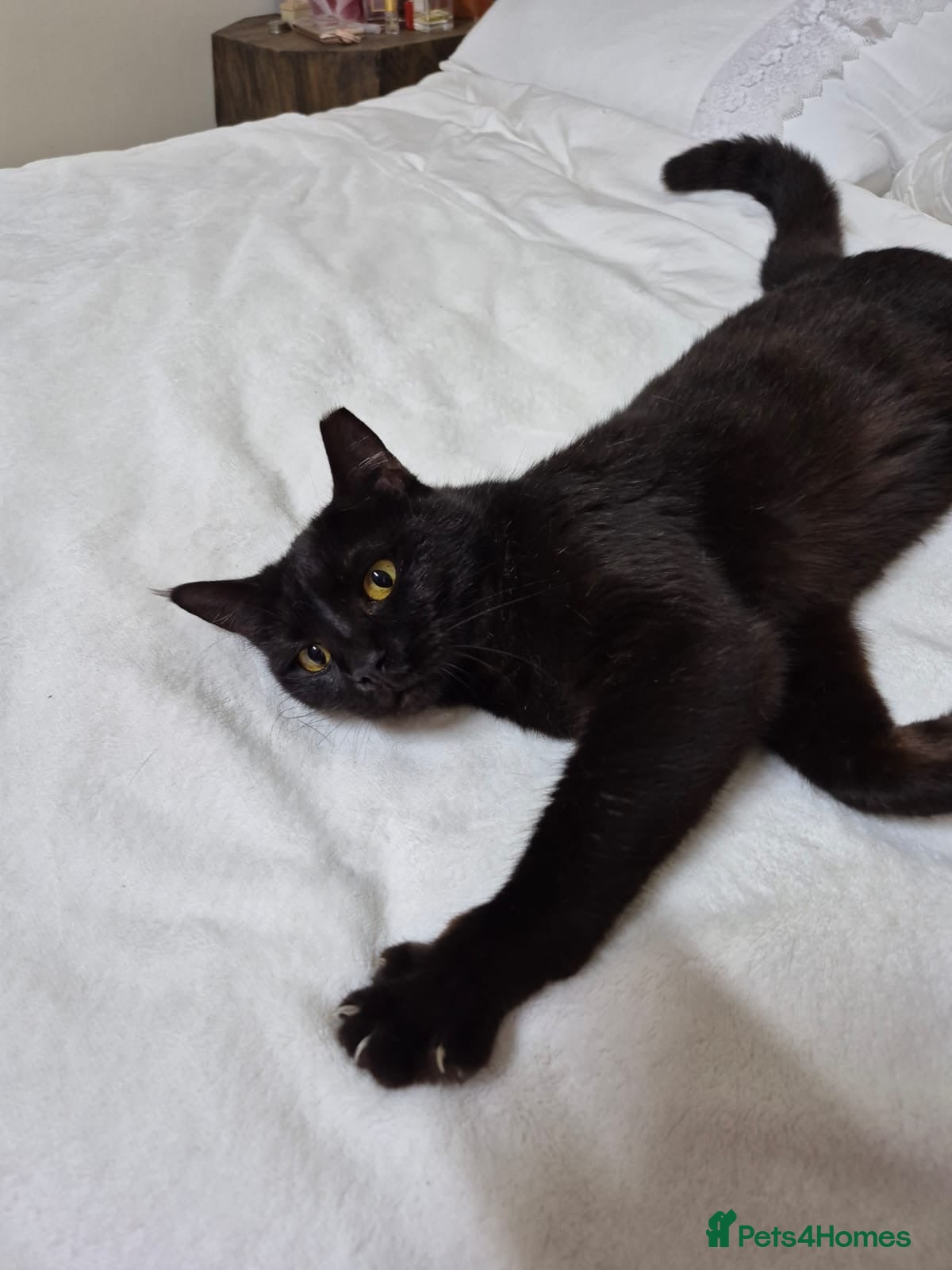 Domestic Shorthair cats Beautiful Meme  - Advert 2