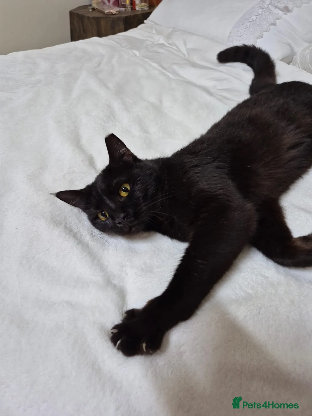 Domestic Shorthair cats for adoption: Beautiful Meme  - Advert 1