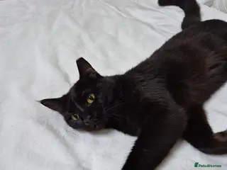 Domestic Shorthair cats Beautiful Meme - Advert 2