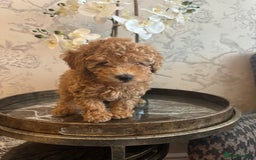 Toy Poodle dogs for sale: Gorgeous KC Toy Poodles  - Image 4