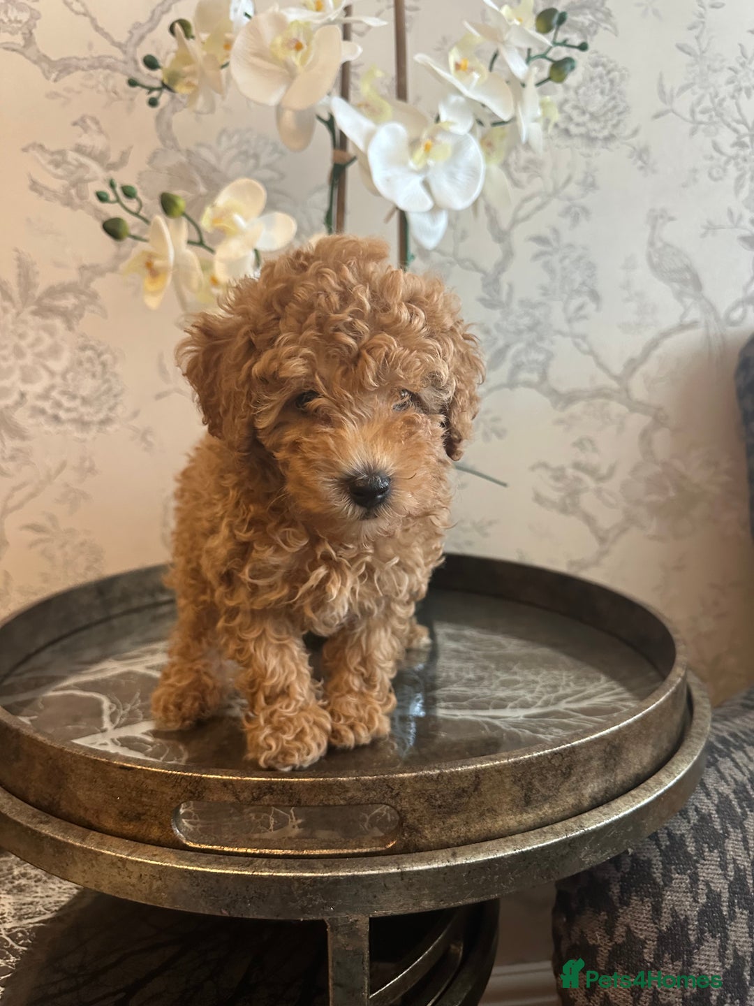 Toy Poodle dogs for sale: Gorgeous KC Toy Poodles  - Image 4