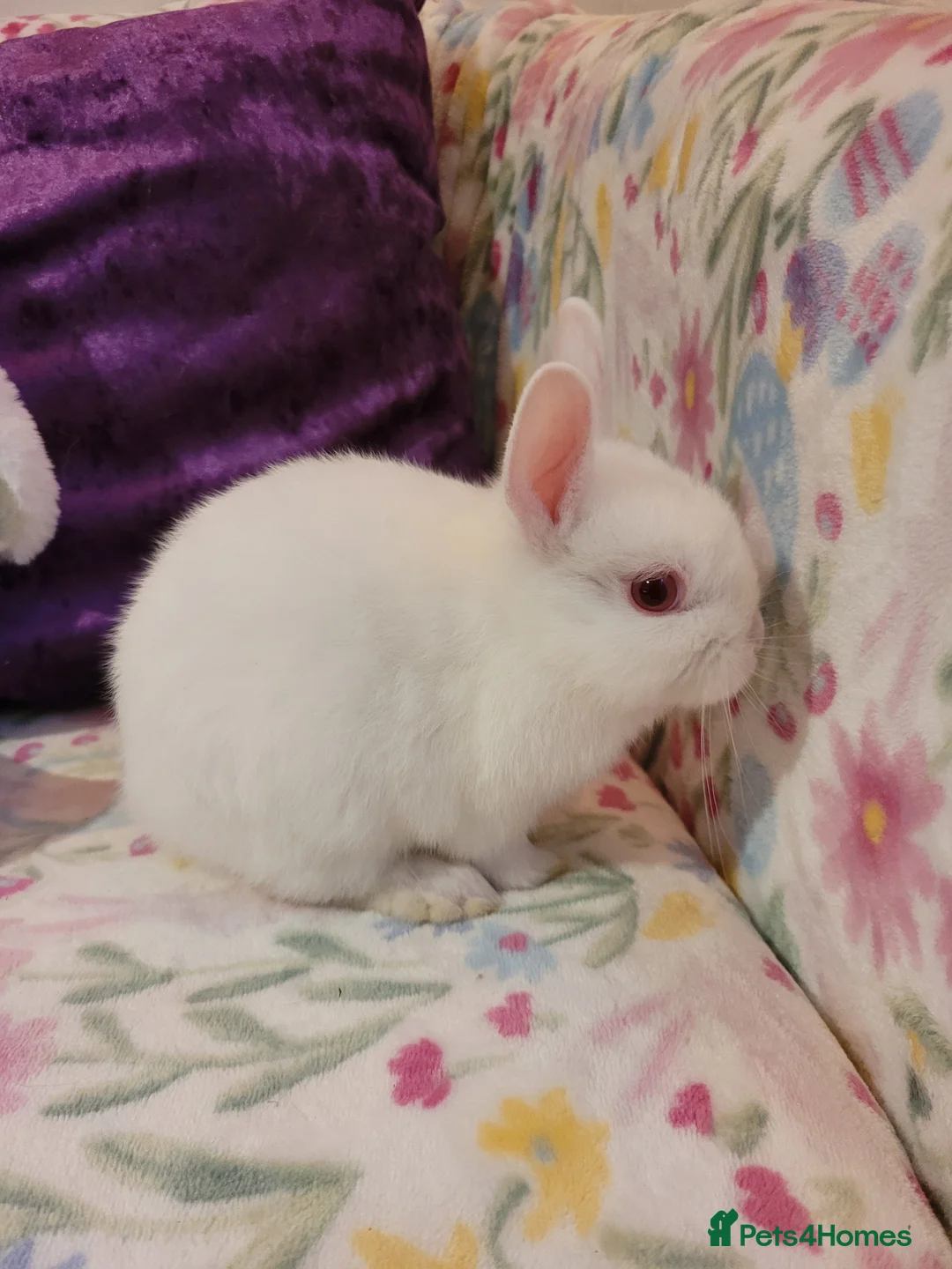 Netherland Dwarf rabbits for sale: Pure Bred Netherland Dwarfs - Advert 8