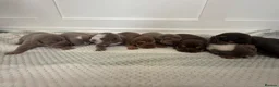 English Bulldog dogs for sale: English Bulldog puppies - Advert 1