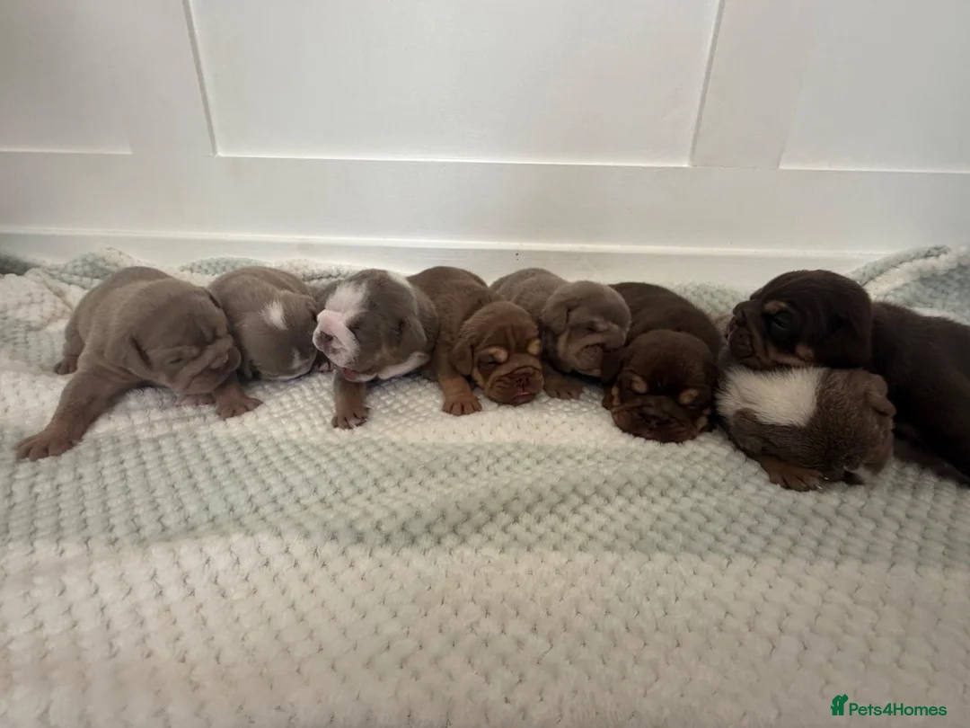 English Bulldog dogs for sale: English Bulldog puppies - Advert 1
