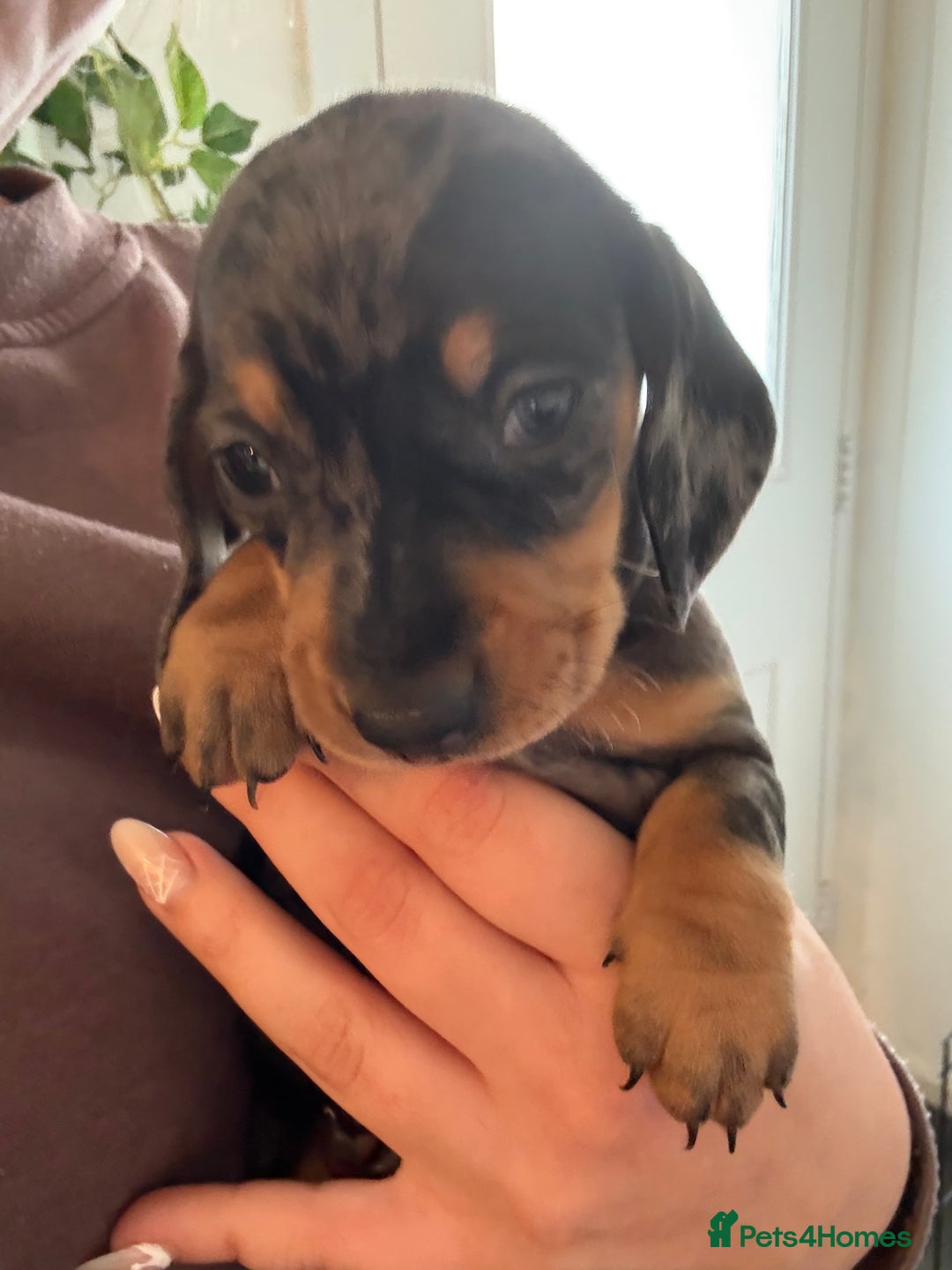 Miniature Dachshund dogs for sale: Miniature Dachshunds Dapple - Image 14