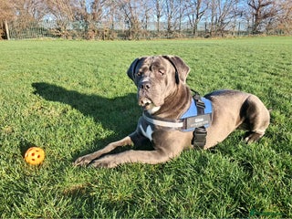 Mixed Breed dogs Mr Gino - Advert 1