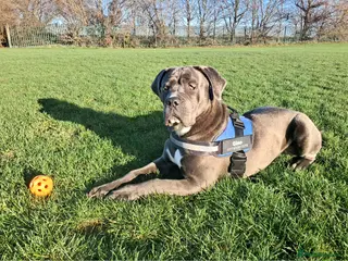 Mixed Breed dogs Mr Gino - Advert 22