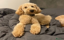 Miniature Poodle dogs for stud: KC Registered Apricot Miniature Poodle in Dronfield - Image 3