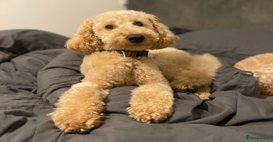 Miniature Poodle dogs in Dronfield - Advert 13