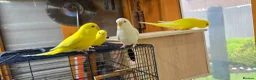 Budgerigars birds for sale: Young Budgies: Semi-tamed Lutino & Albino for sale - Advert 9