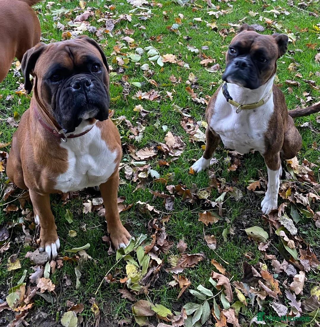 Boxer dogs for sale: Boxer puppies kc registered 5 star licence  - Advert 11