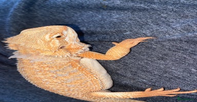 Bearded Dragon reptiles - Advert 7